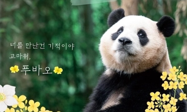 アイドル級人気の韓国パンダ、まもなくお別れ…「ひと目だけでも」観覧客殺到