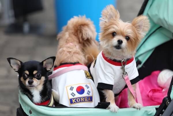 ベビーカーから香典まで　韓国の「ペット愛」は少子化を招く？